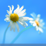 tema, desktop, windows 8