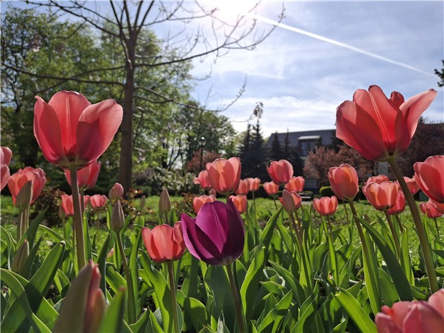 O fotografie realizatÄ cu Samsung Galaxy A35 la lumina zilei