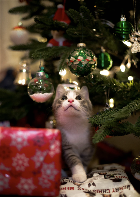 Pisică de Crăciun de Kevin Turcios