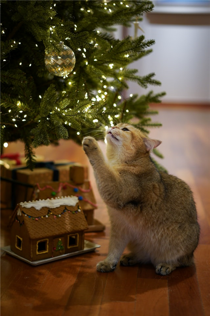 Pisică adulmecând bradul de Crăciun, de YoonJae Baik