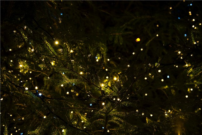 Brad de Crăciun cu lumini de Joanna Kosinska